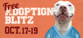 Adoption blitz pic