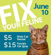 feline fix for may