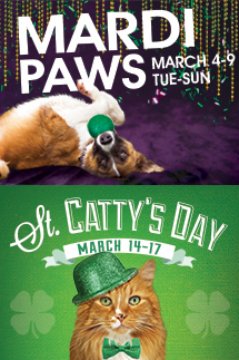 Madi Paws and St. Catty's Day discounts