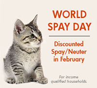 Spay-Day