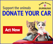 Car Donation Ad