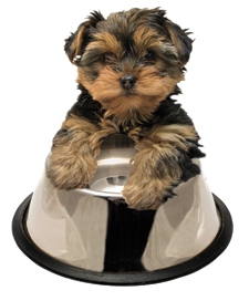 pet food drive pup and bowl